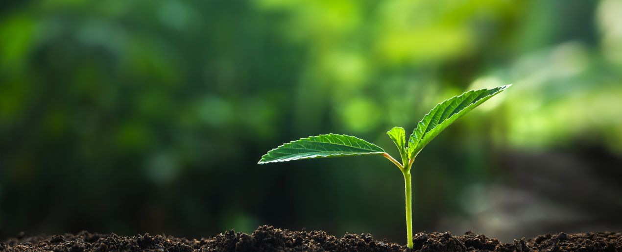 私たちについて